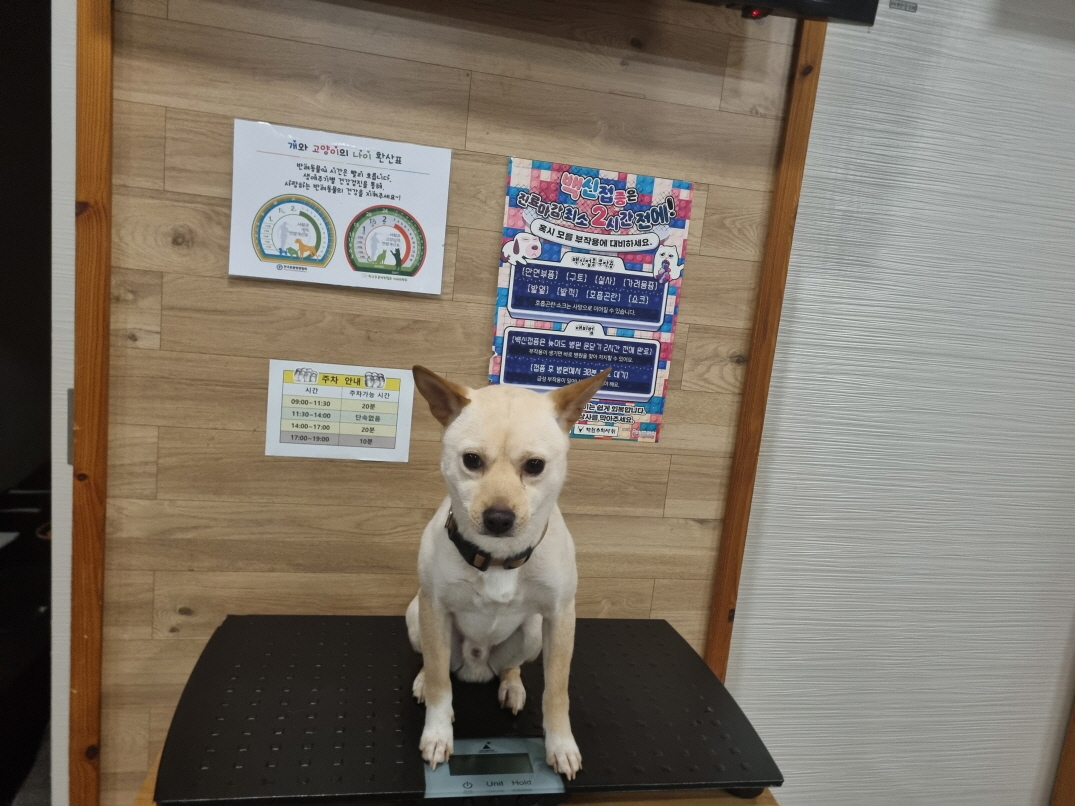 믹스견 이미지 파일 입니다.