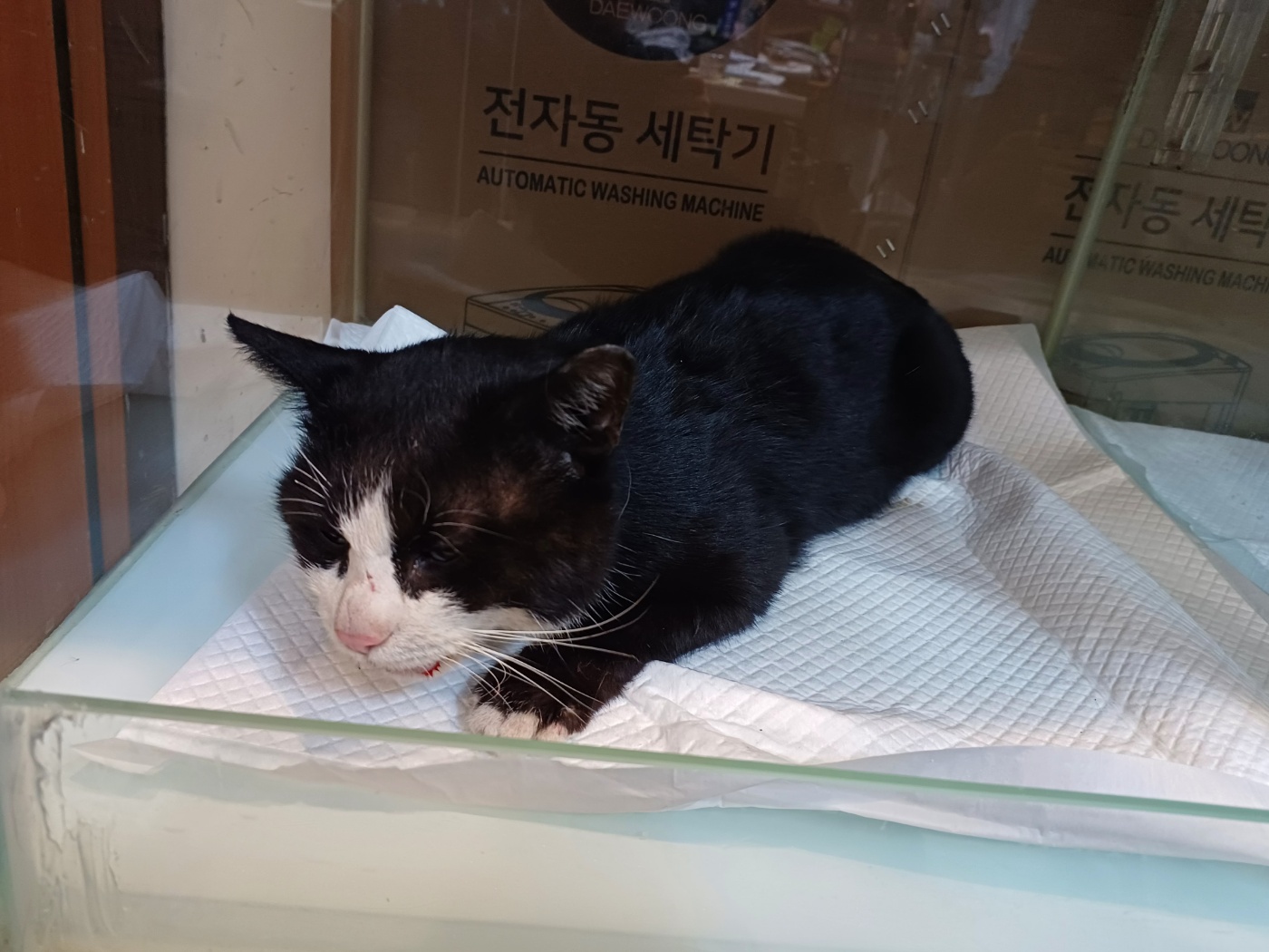 한국 고양이 이미지 파일 입니다.