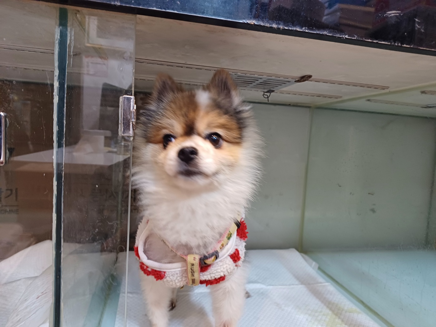 포메라니안 이미지 파일 입니다.
