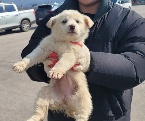 믹스견 이미지 파일 입니다.