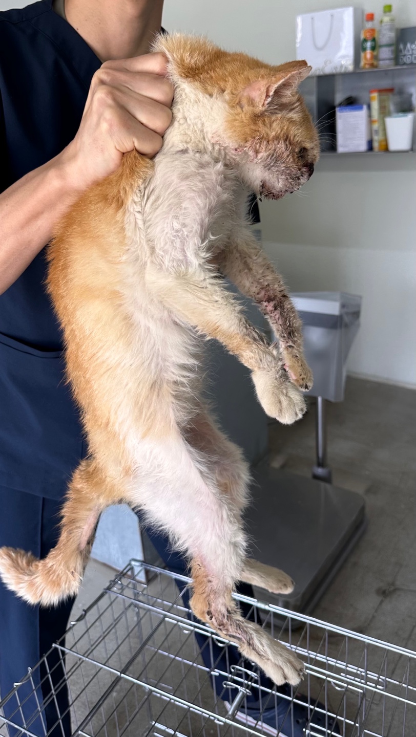 한국 고양이 이미지 파일 입니다.