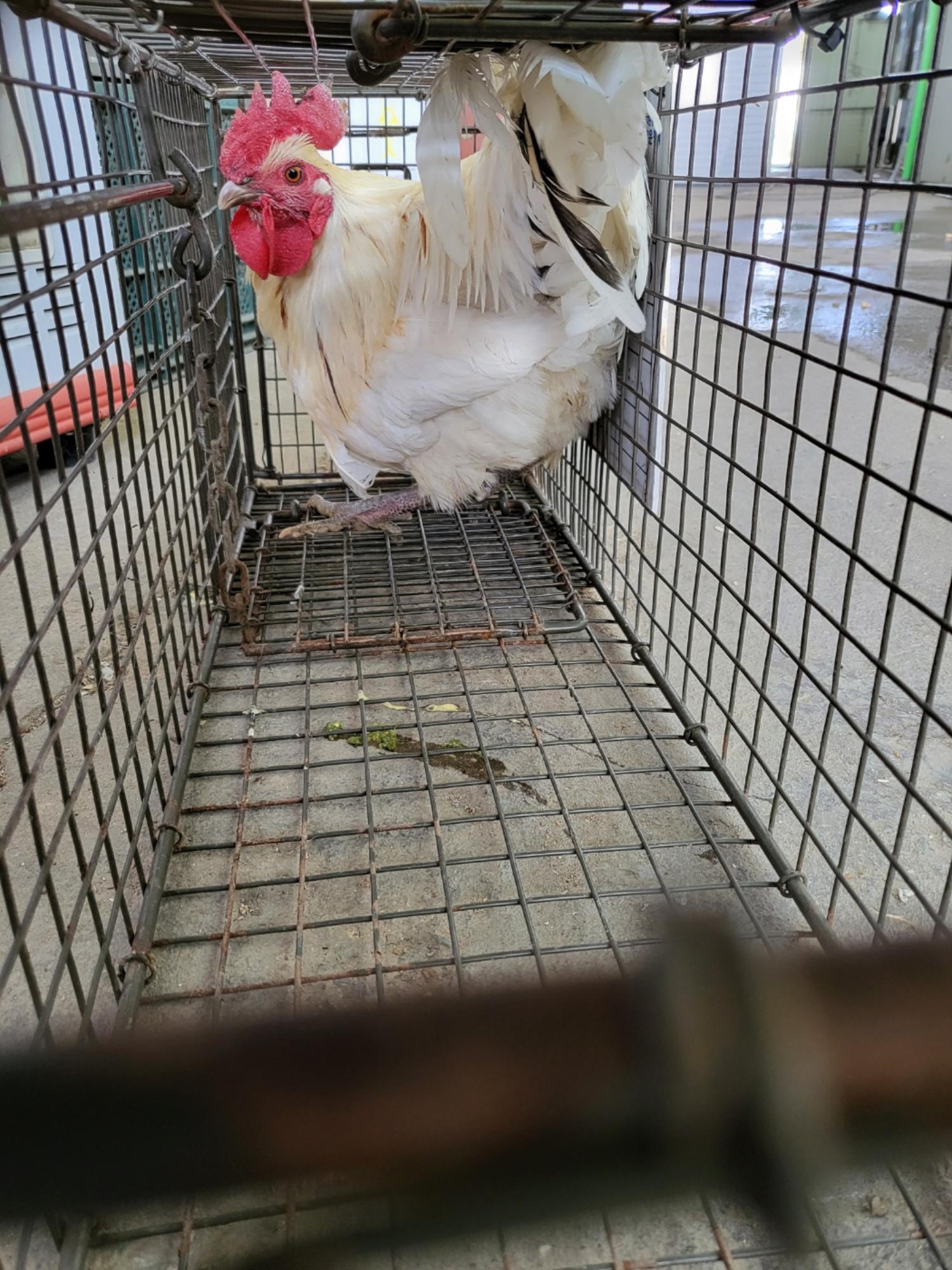 [기타축종] 닭 이미지 파일 입니다.