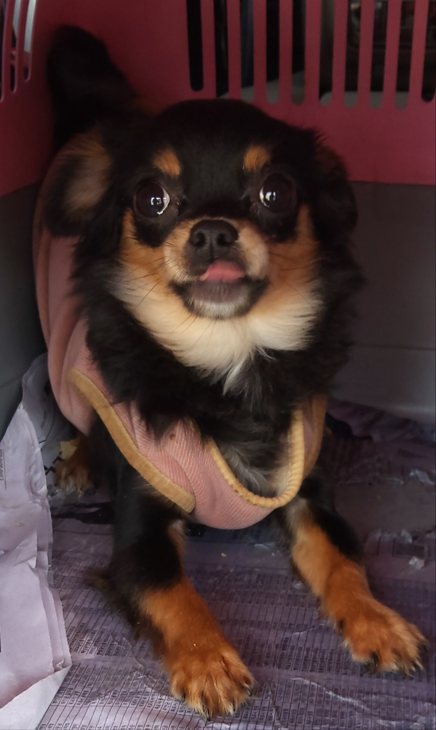치와와 이미지 파일 입니다.