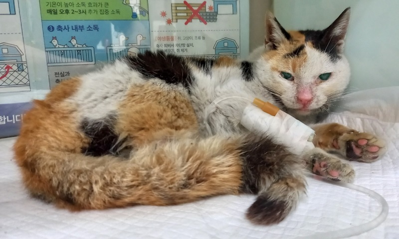 한국 고양이 이미지 파일 입니다.