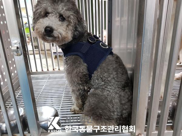 푸들 이미지 파일 입니다.