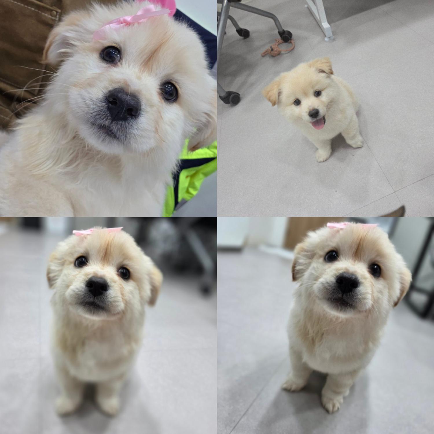 믹스견 이미지 파일 입니다.