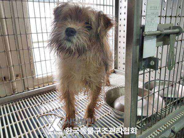 믹스견 이미지 파일 입니다.