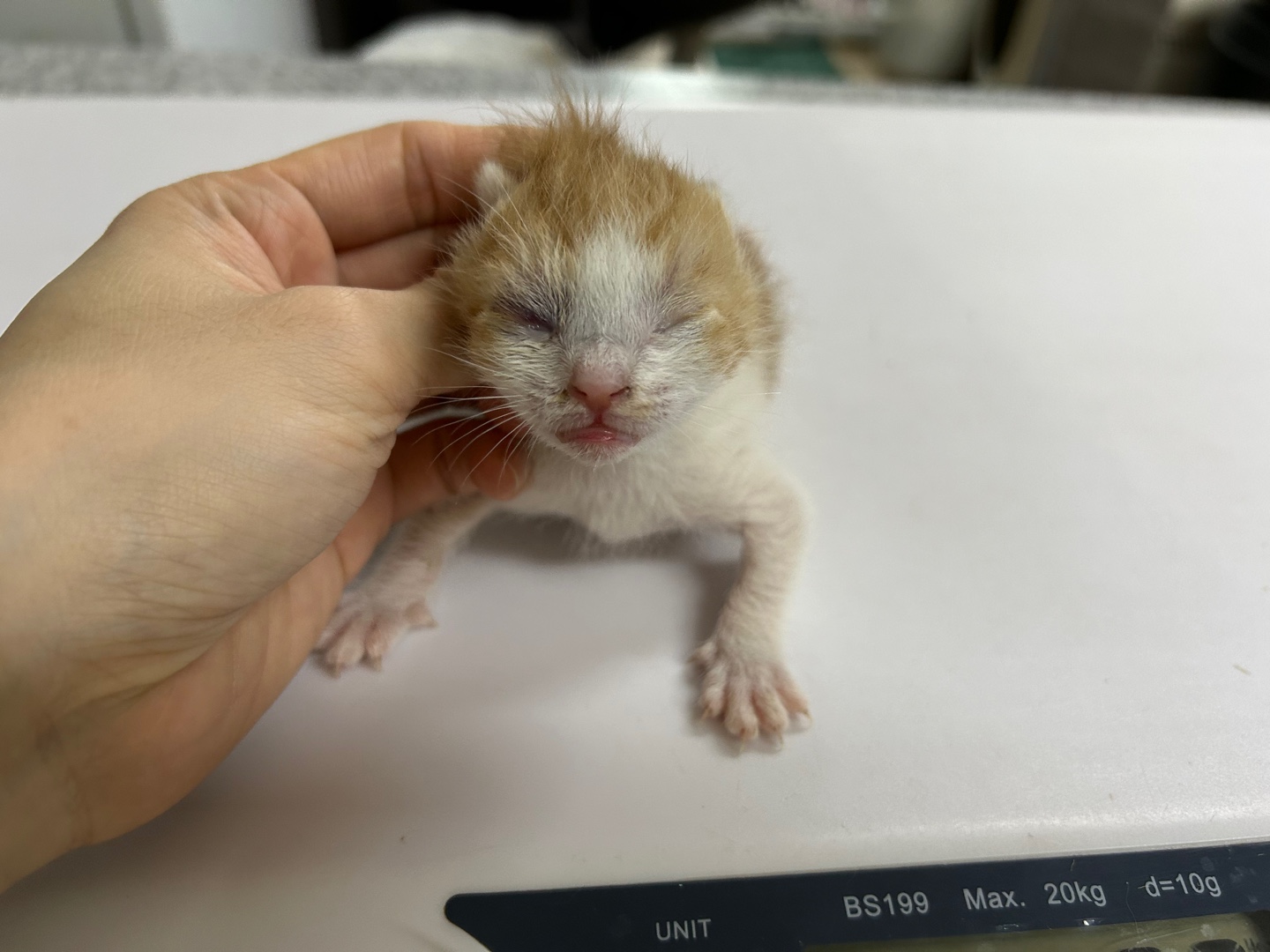 한국 고양이 이미지 파일 입니다.