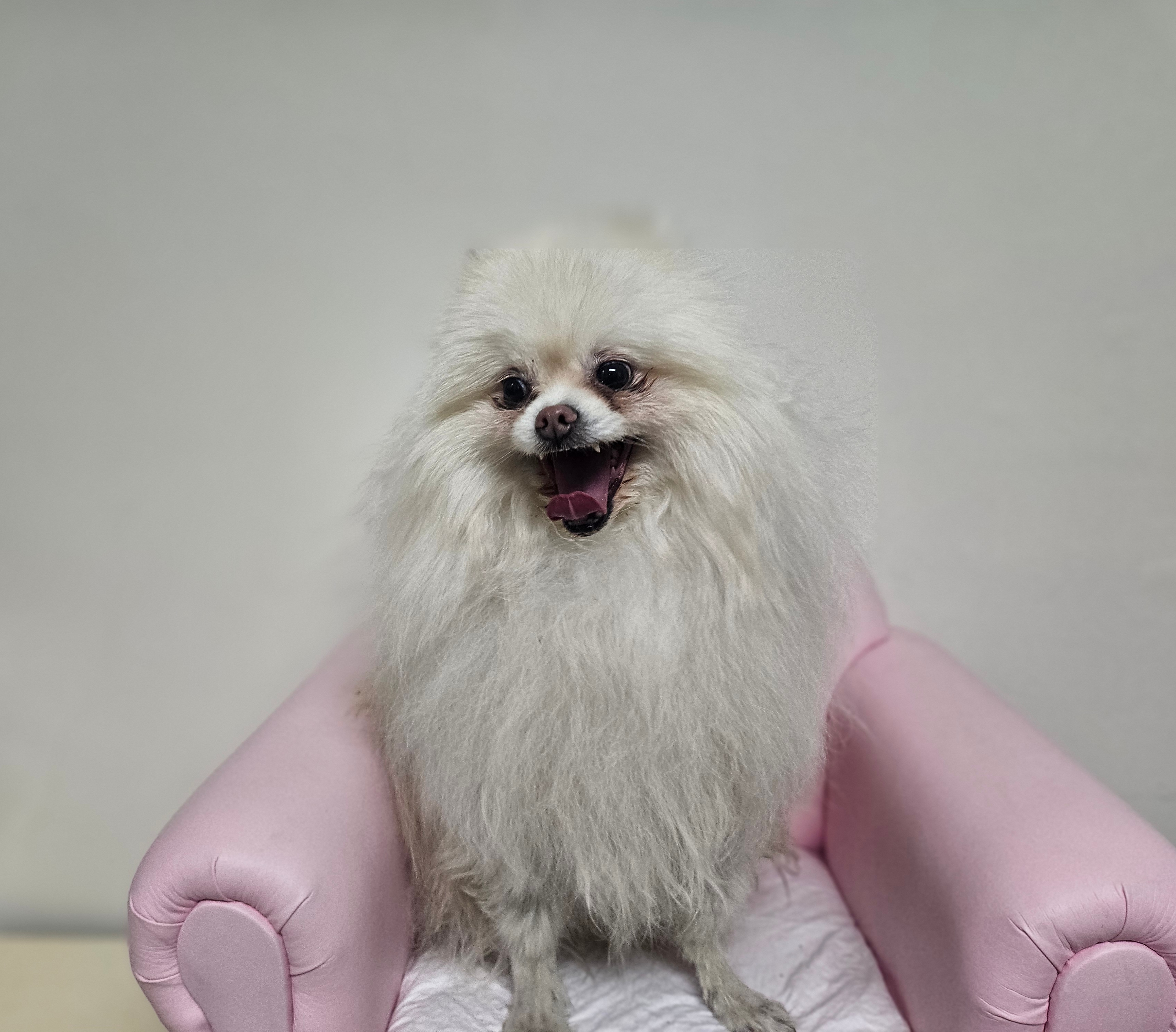 포메라니안 이미지 파일 입니다.