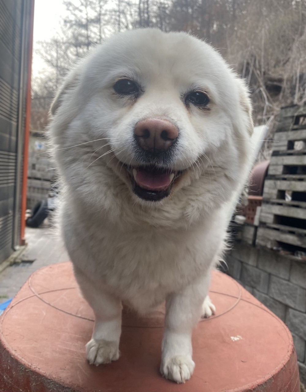 믹스견 이미지 파일 입니다.