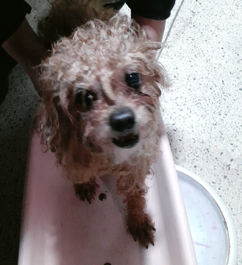 푸들 이미지 파일 입니다.