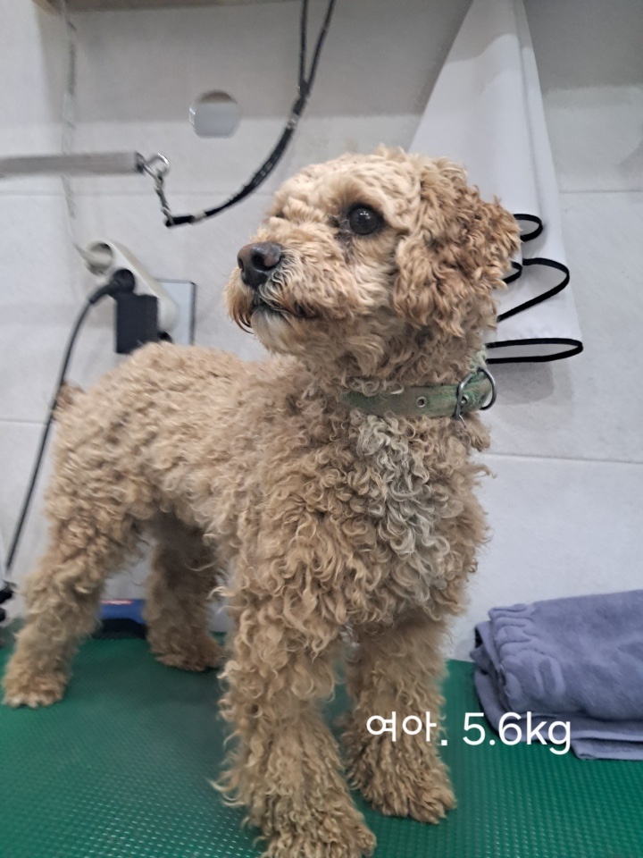 푸들 이미지 파일 입니다.
