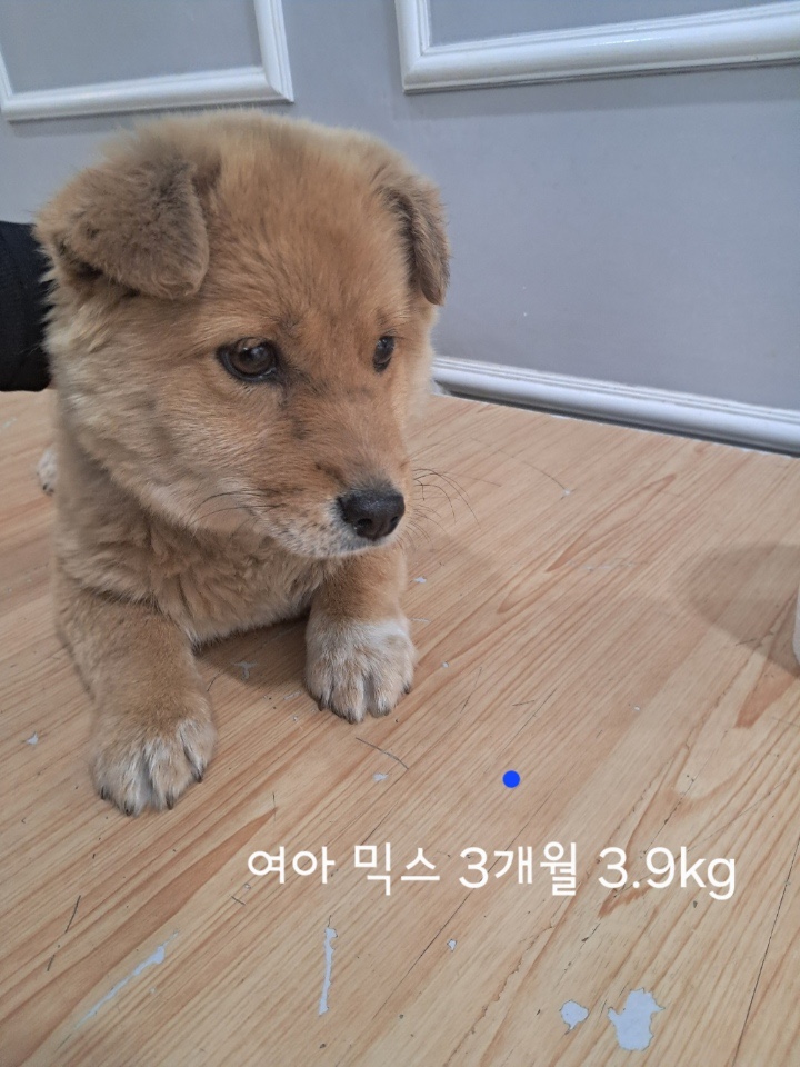 믹스견 이미지 파일 입니다.