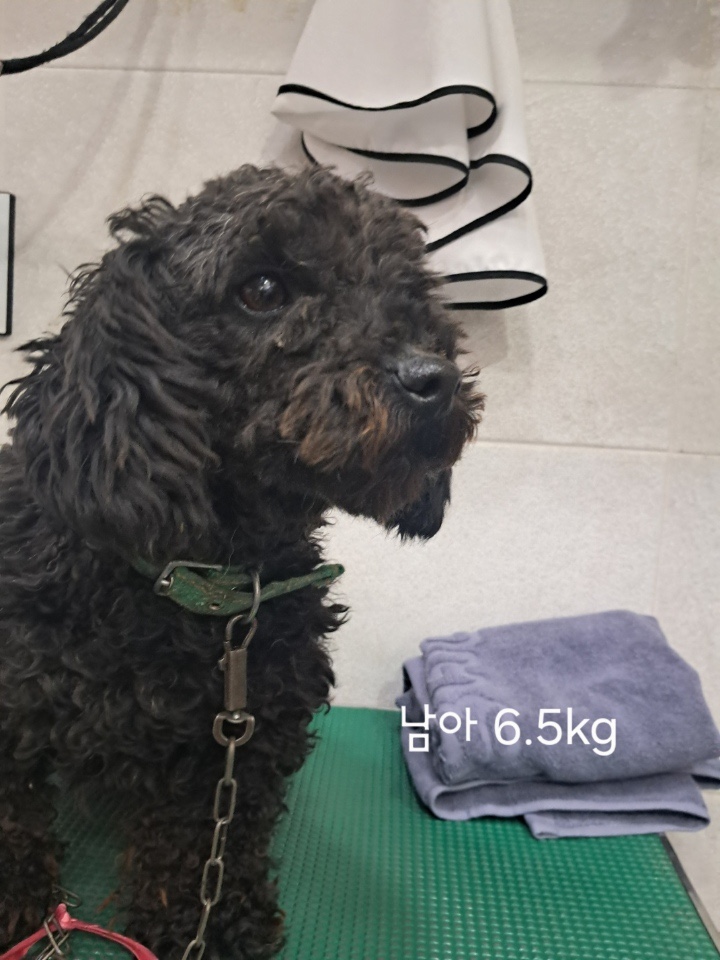 푸들 이미지 파일 입니다.