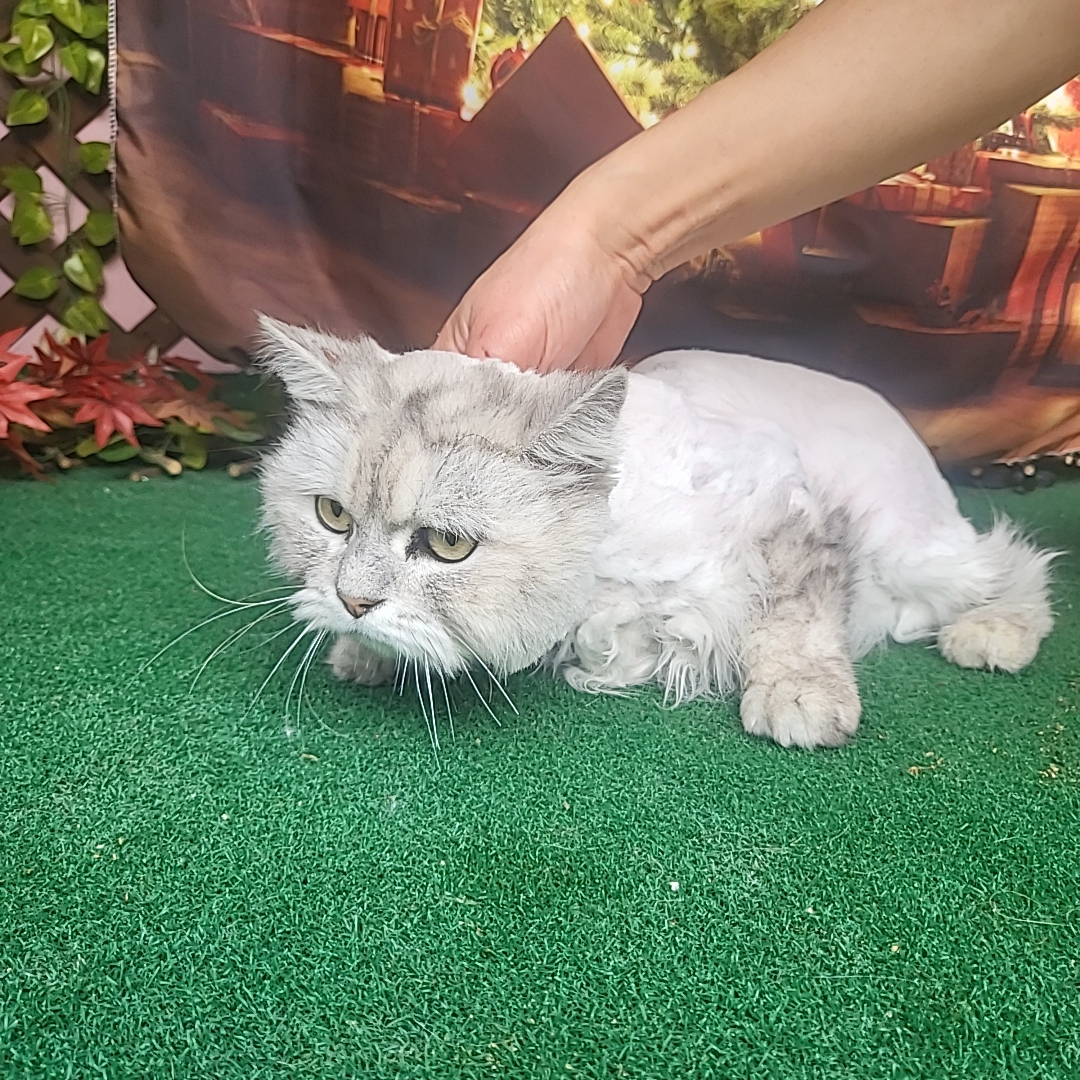 페르시안-페르시안 친칠라 이미지 파일 입니다.