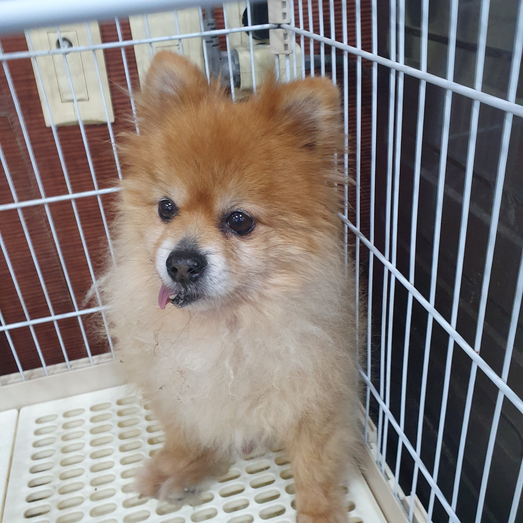 포메라니안 이미지 파일 입니다.