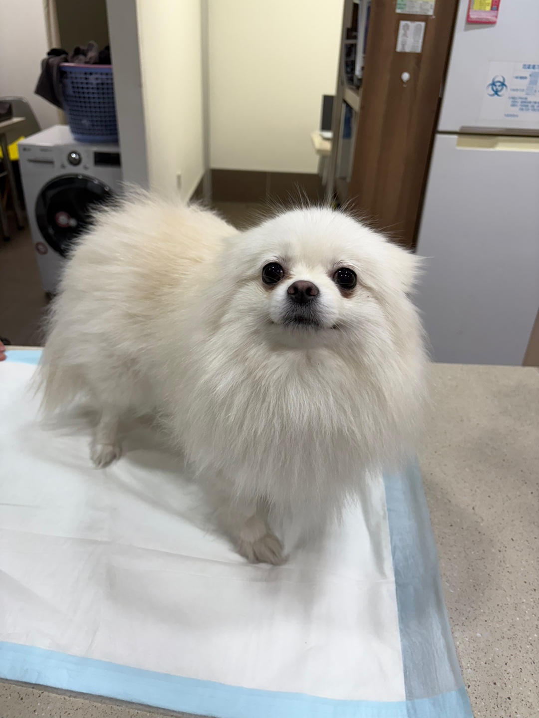 포메라니안 이미지 파일 입니다.