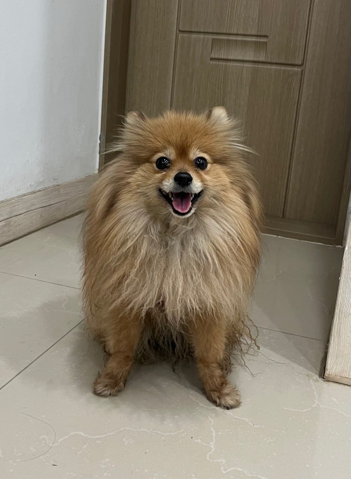 포메라니안 이미지 파일 입니다.