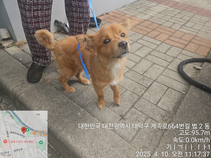 믹스견 이미지 파일 입니다.