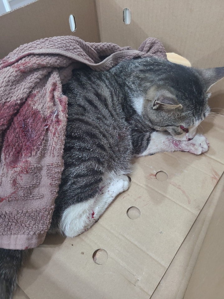 한국 고양이 이미지 파일 입니다.