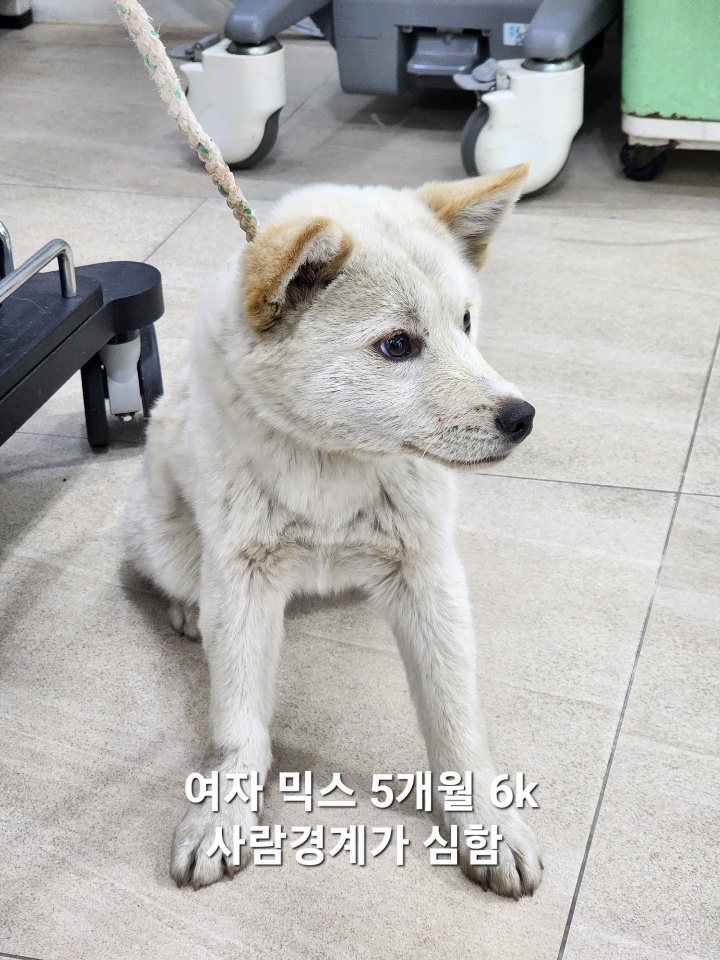 믹스견 이미지 파일 입니다.