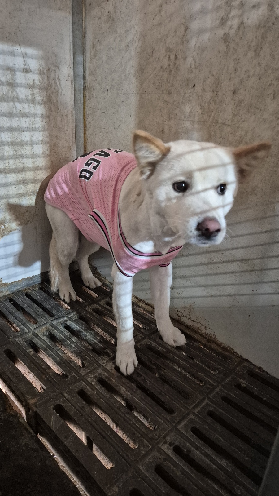 믹스견 이미지 파일 입니다.
