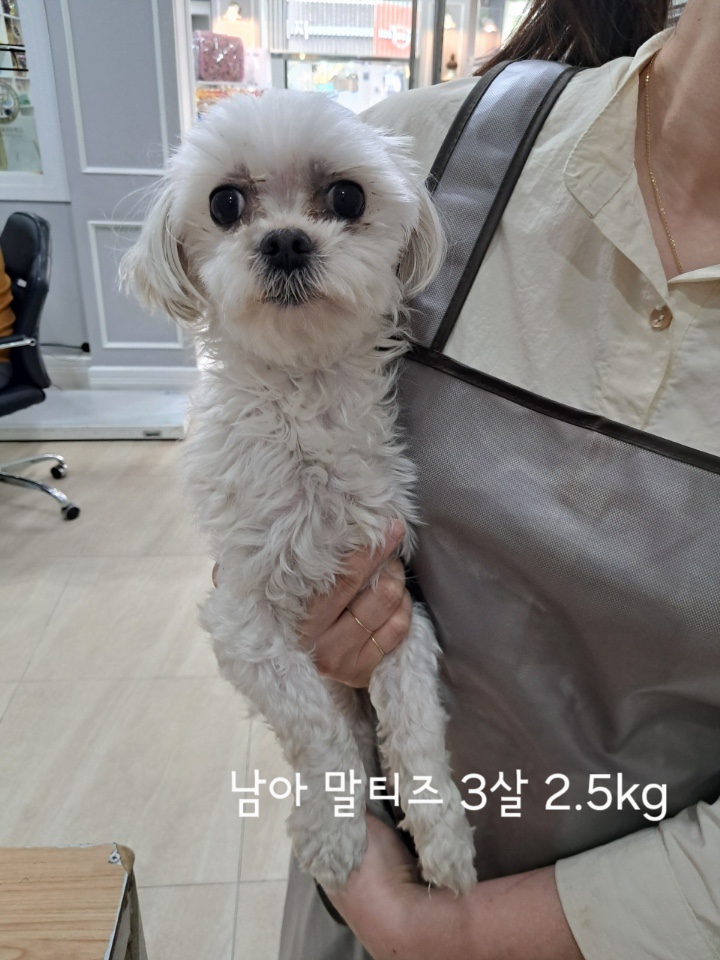 말티즈 이미지 파일 입니다.