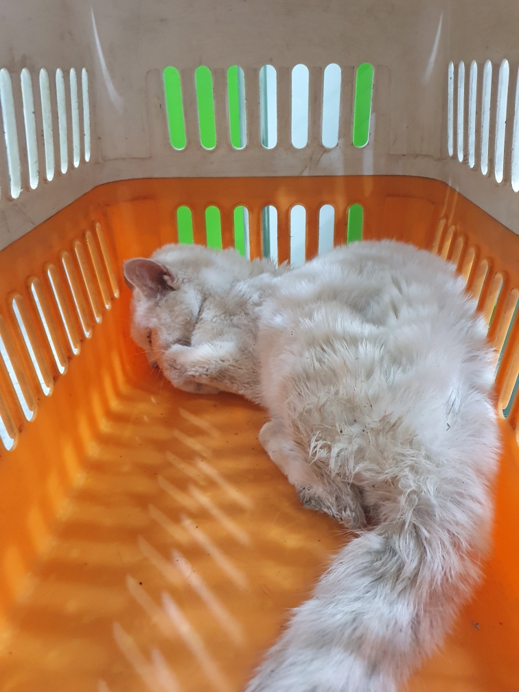 한국 고양이 이미지 파일 입니다.