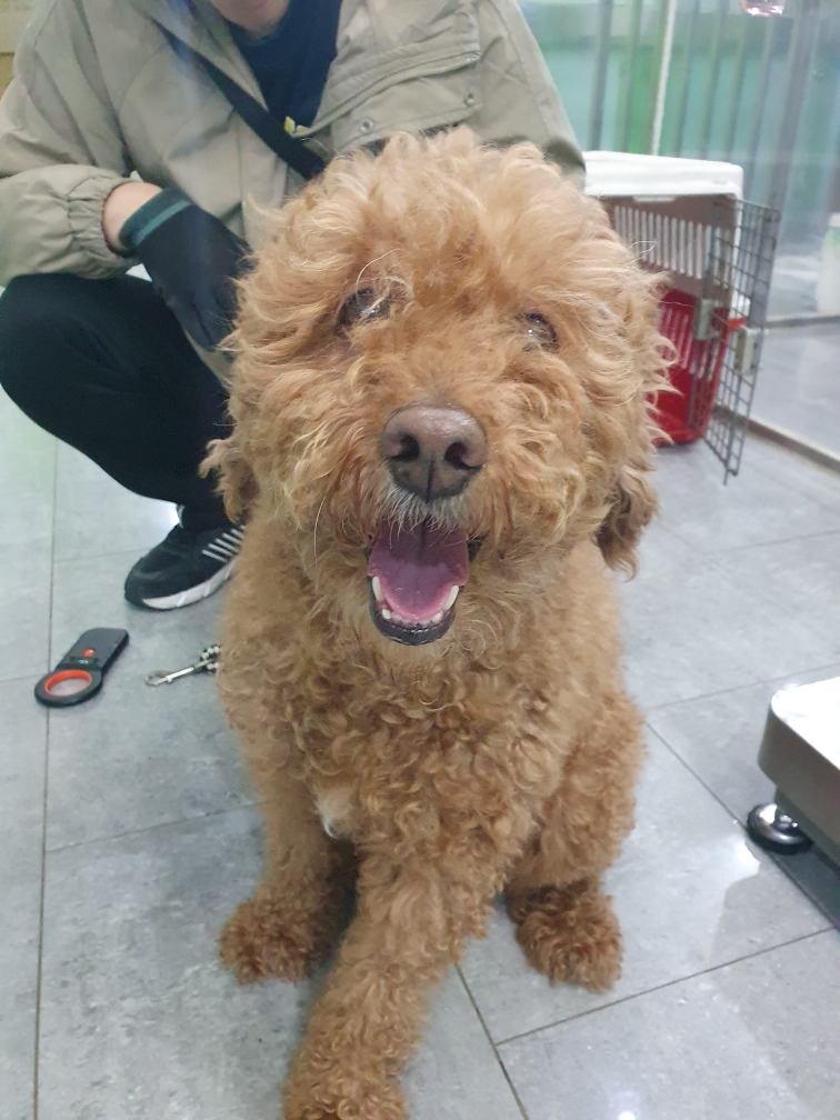 푸들 이미지 파일 입니다.