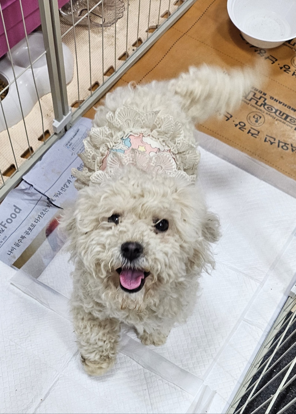 푸들 이미지 파일 입니다.