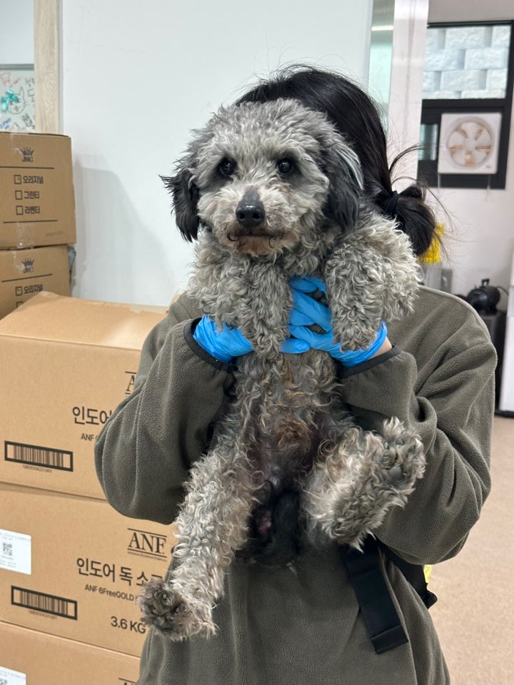 푸들 이미지 파일 입니다.