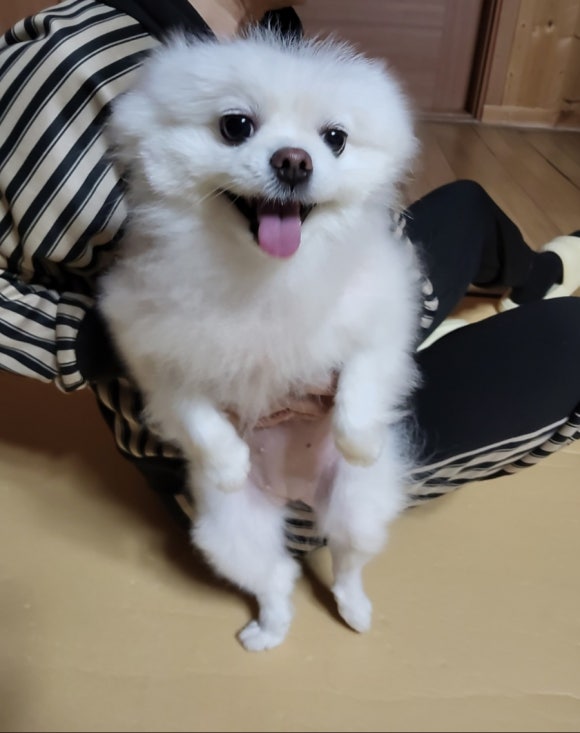 포메라니안 이미지 파일 입니다.