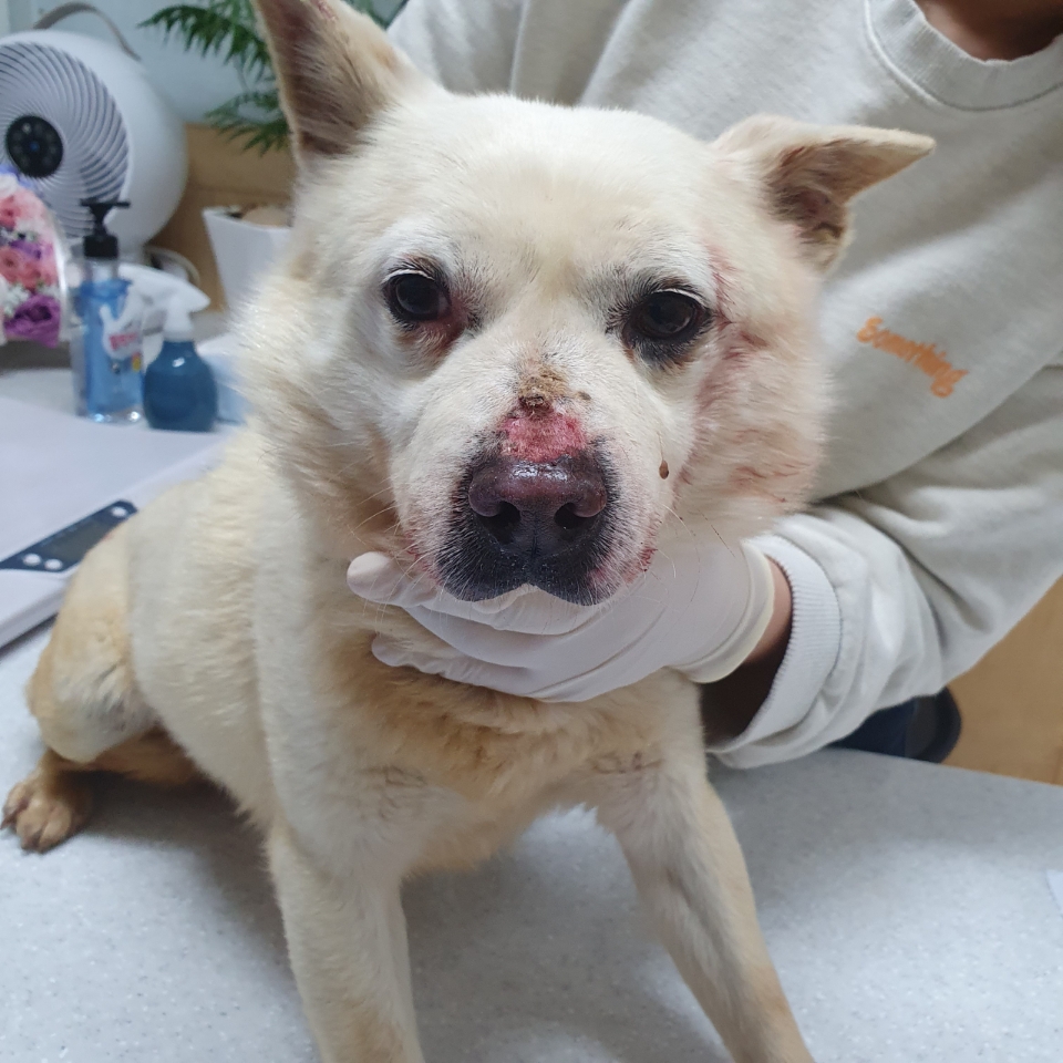 믹스견 이미지 파일 입니다.