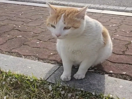 한국 고양이 이미지 파일 입니다.