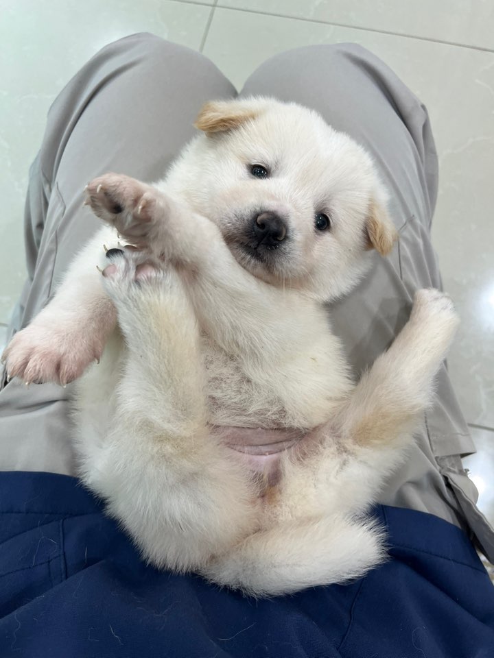 믹스견 이미지 파일 입니다.