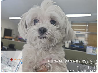 말티즈 이미지 파일 입니다.