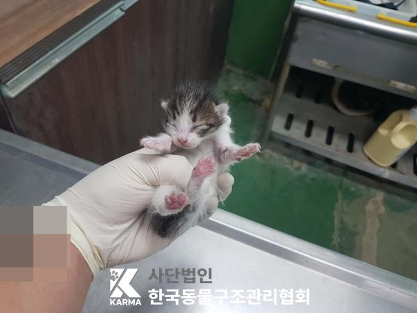 한국 고양이 이미지 파일 입니다.