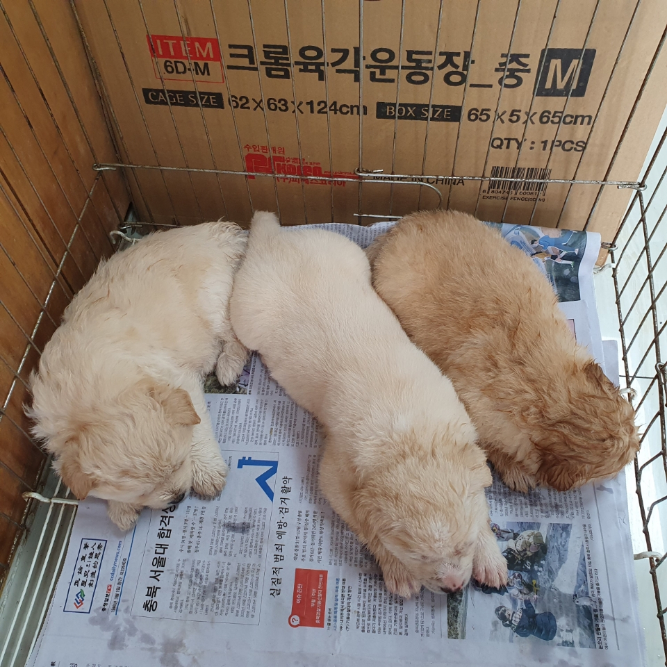 믹스견 이미지 파일 입니다.