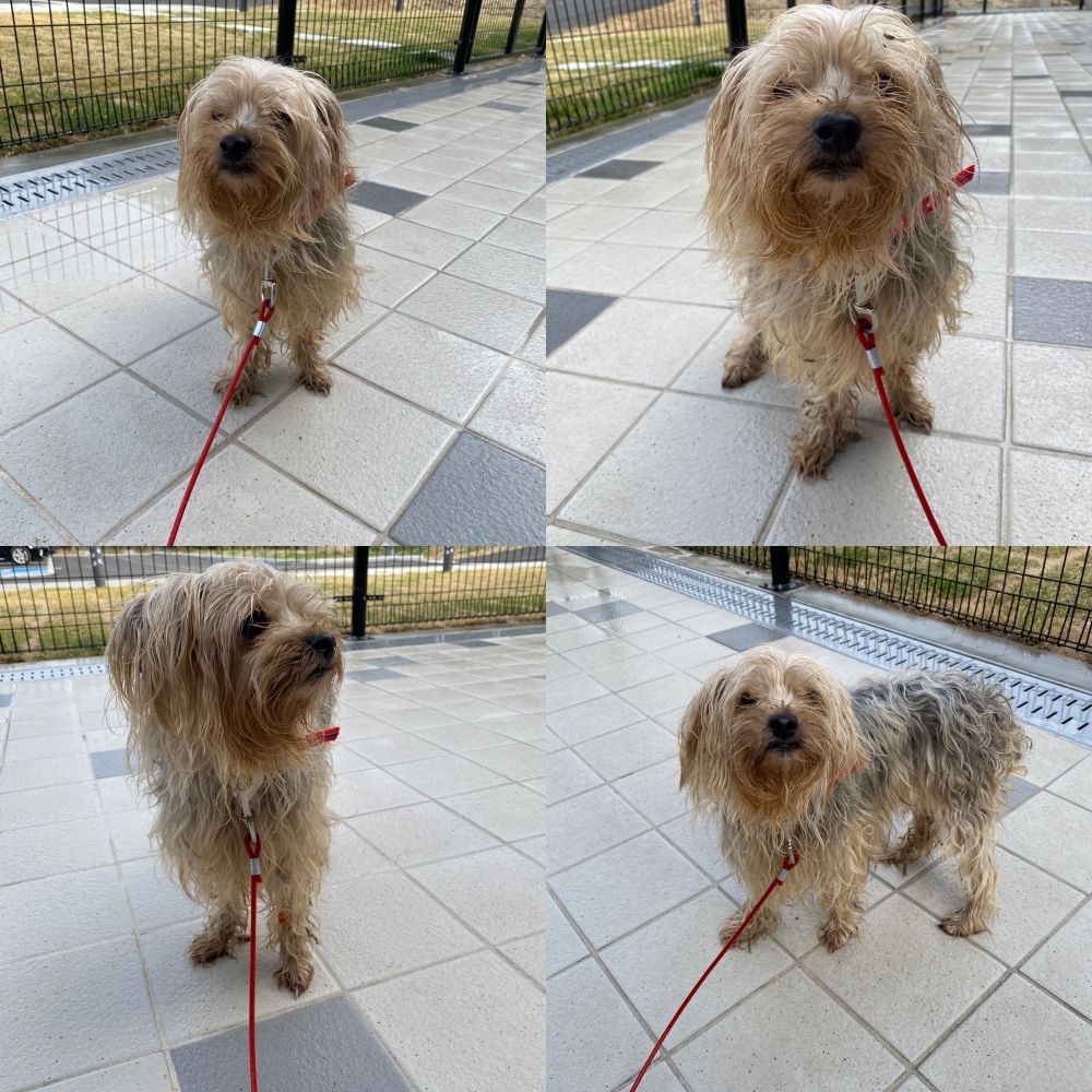 요크셔 테리어 이미지 파일 입니다.