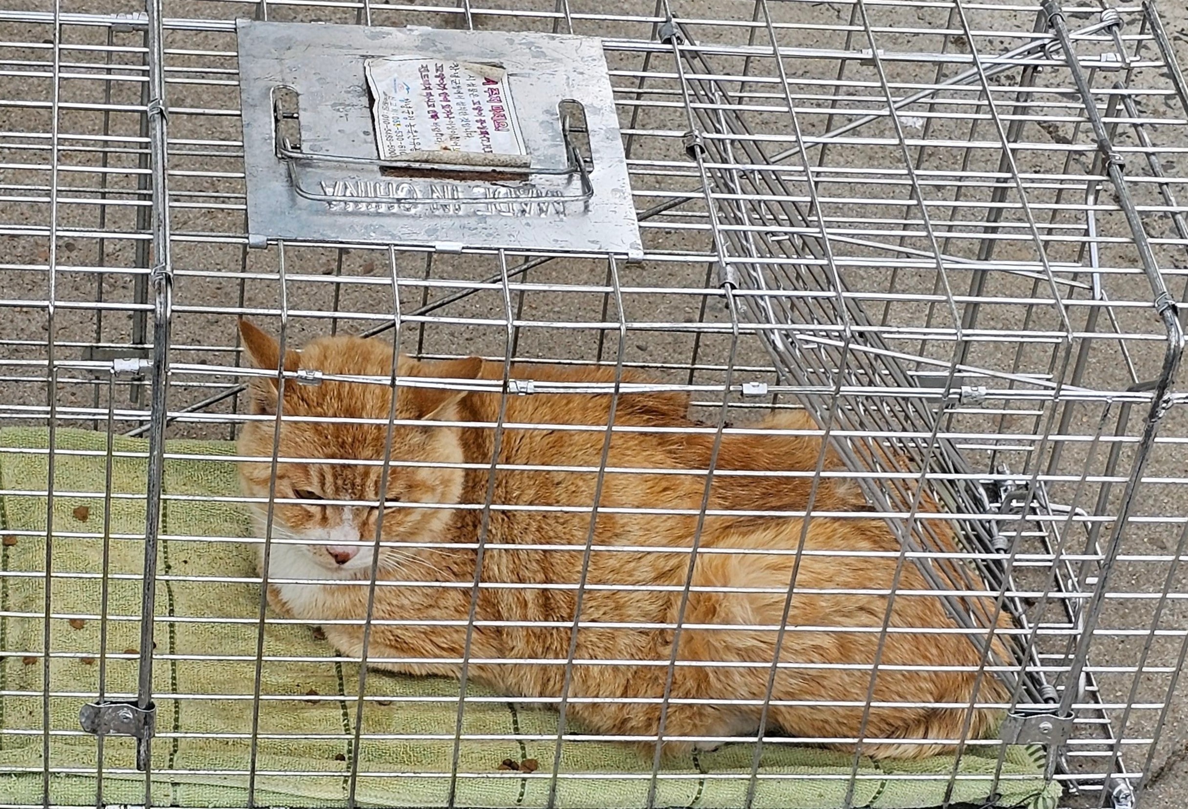 한국 고양이 이미지 파일 입니다.