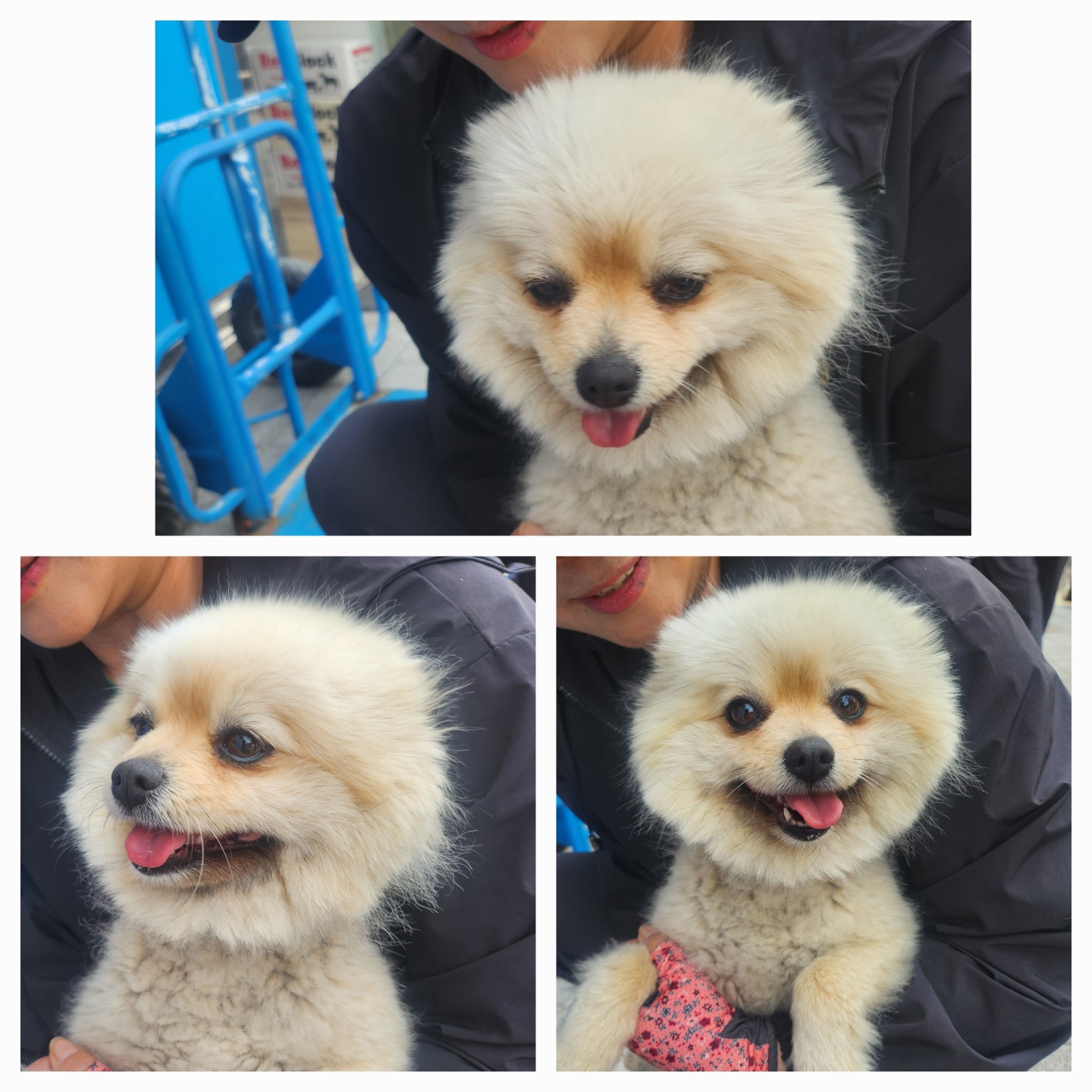 포메라니안 이미지 파일 입니다.