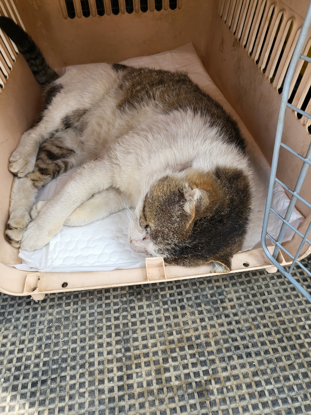 한국 고양이 이미지 파일 입니다.