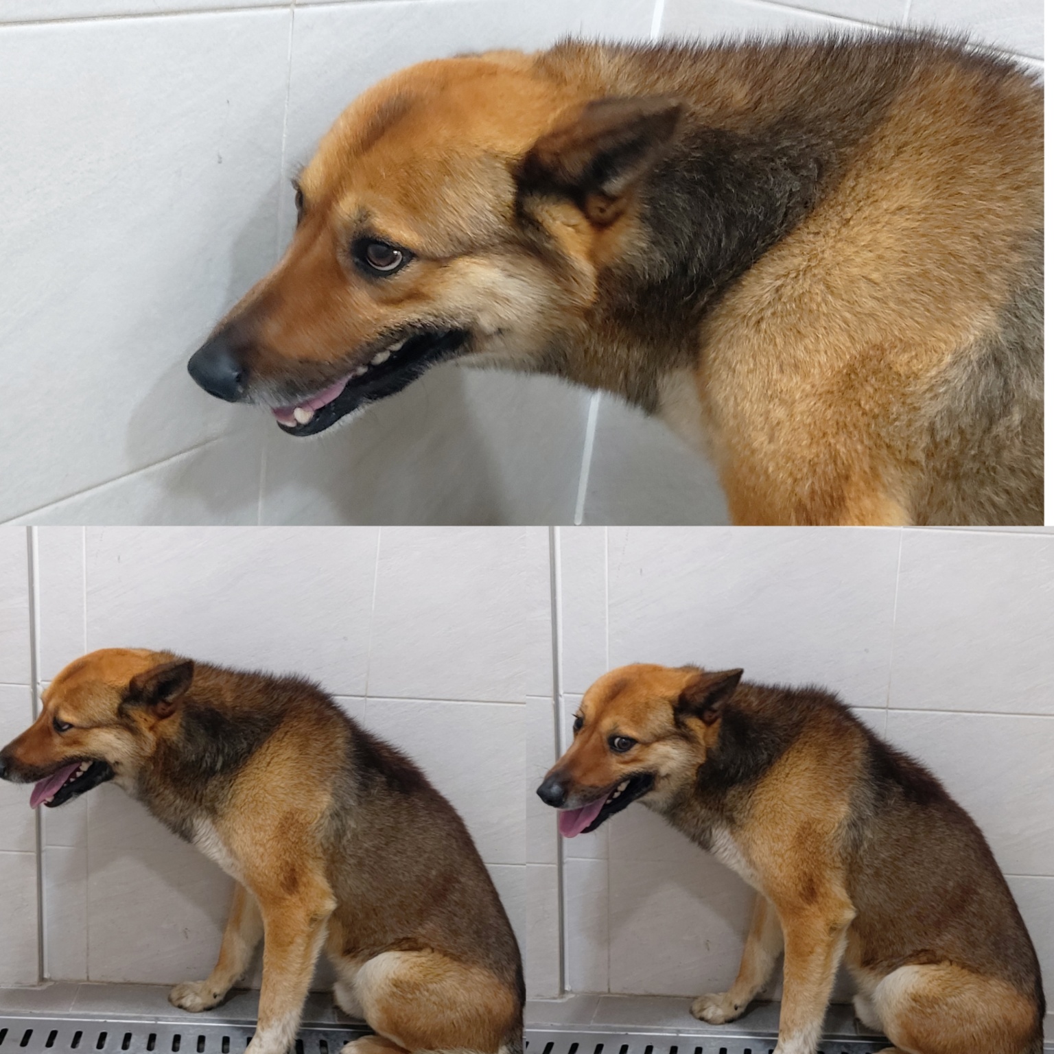 믹스견 이미지 파일 입니다.