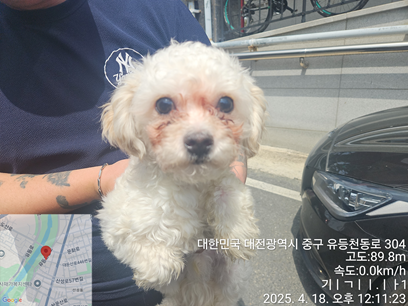 말티즈 이미지 파일 입니다.