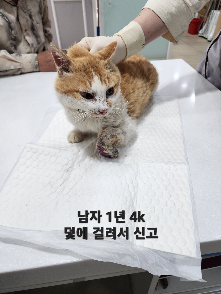 한국 고양이 이미지 파일 입니다.
