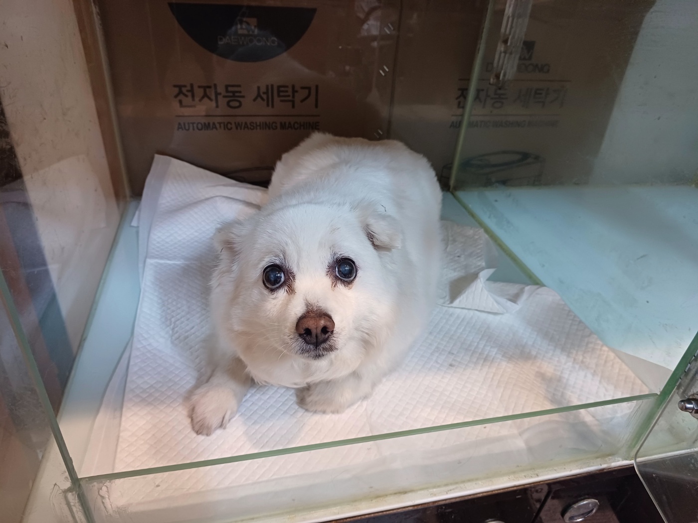 믹스견 이미지 파일 입니다.