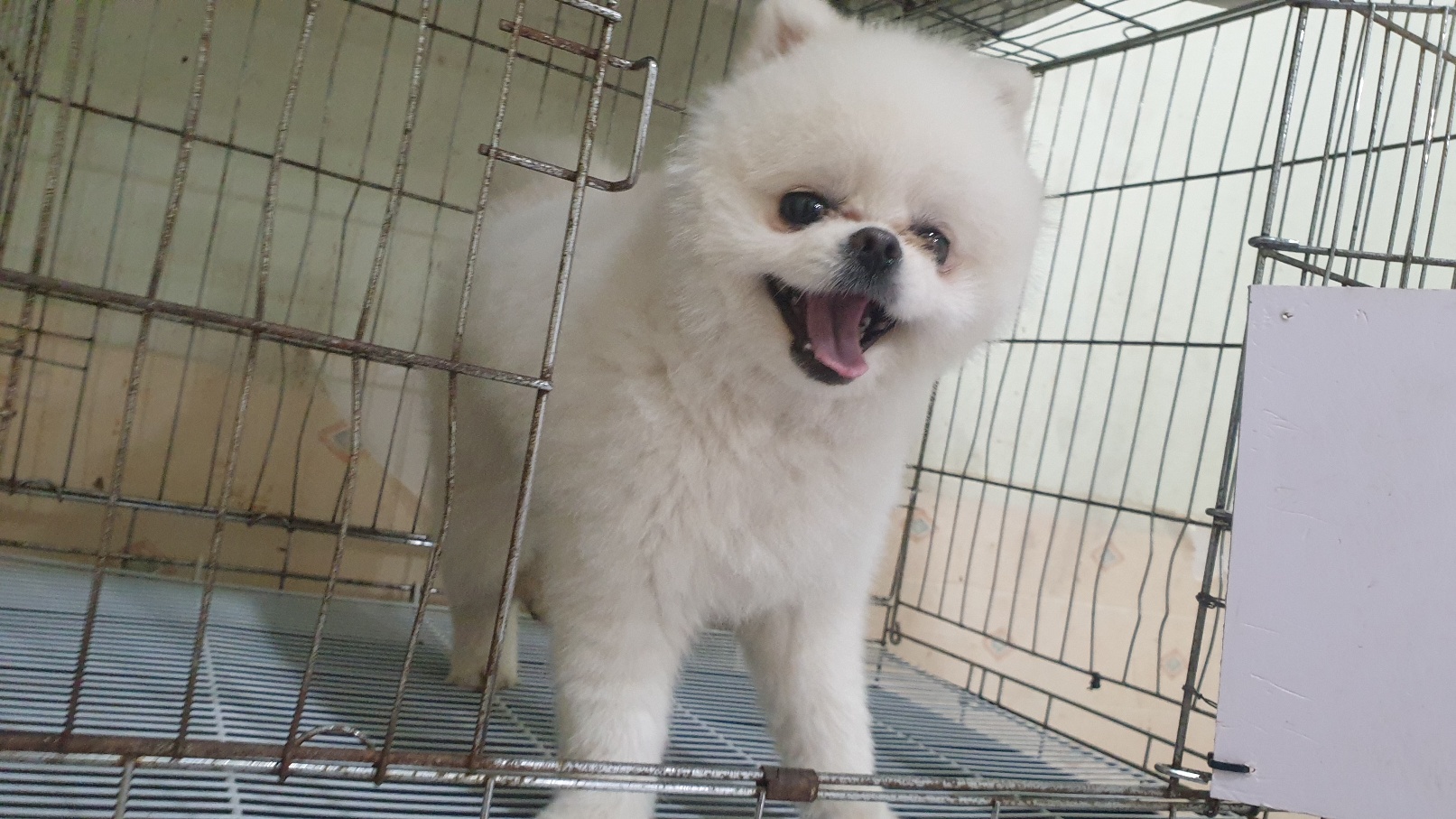 포메라니안 이미지 파일 입니다.