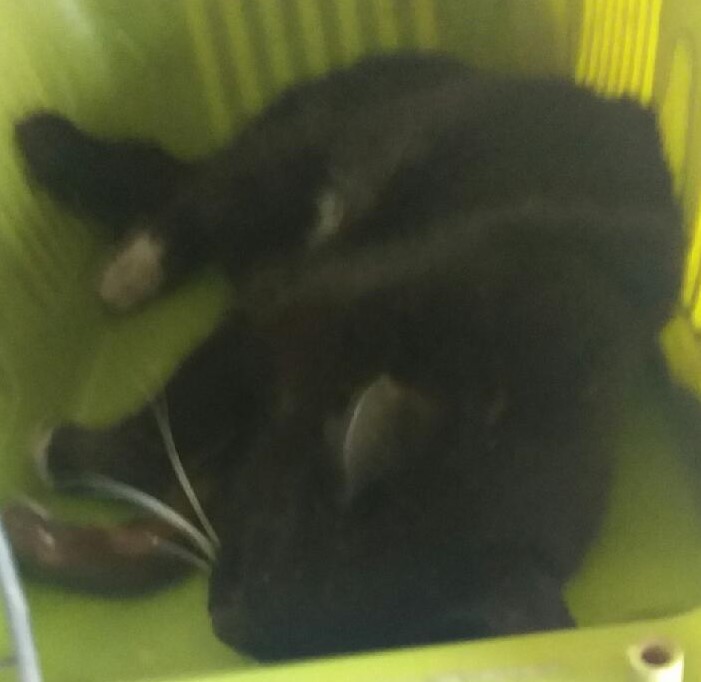 한국 고양이 이미지 파일 입니다.