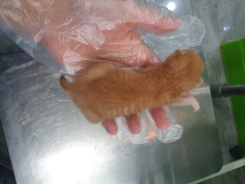 한국 고양이 이미지 파일 입니다.