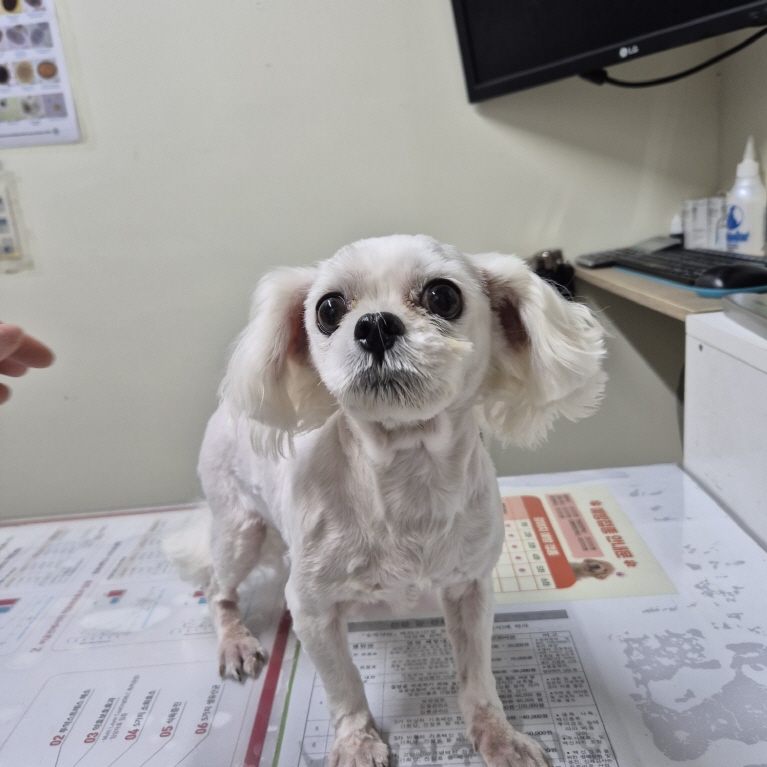 말티즈 이미지 파일 입니다.